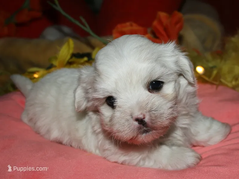 Blaze – Maltese puppy for sale in Billings, MO