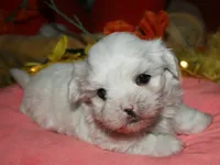 Blaze, a male Maltese for sale in Billings, MO – 1 of 9