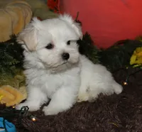 Justin, a male Maltese for sale in Billings, MO – 6 of 10