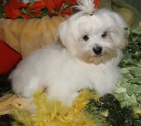 Bruiser, a male Maltese for sale in Billings, MO – 9 of 9