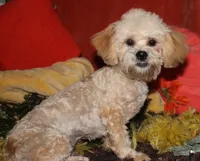 Luke, a male Shihpoo for sale in Billings, MO – 9 of 10