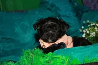 Frank, a male Morkie for sale in Billings, MO – 10 of 10