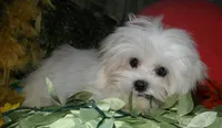 Noah, a male Maltese for sale in Billings, MO – 3 of 9