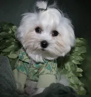 Archie, a male Maltese for sale in Billings, MO – 6 of 9