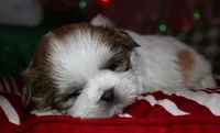 Ollie, a male Shih Tzu for sale in Billings, MO – 2 of 9
