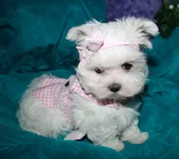 Fannie, a female Maltese for sale in Billings, MO – 4 of 10