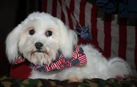 Teddy, a male Maltese for sale in Billings, MO – 10 of 10
