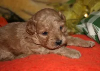 Goldie, a female Maltipoo for sale in Billings, MO – 8 of 10