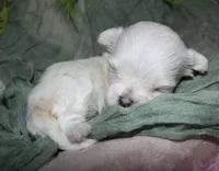 Myrtle, a female Maltese for sale in Billings, MO – 5 of 8