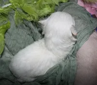 Noah, a male Maltese for sale in Billings, MO – 5 of 8