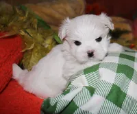 Destiney, a female Maltese for sale in Billings, MO – 8 of 8