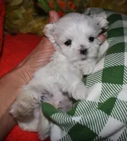 Rupert, a male Maltese for sale in Billings, MO – 6 of 9