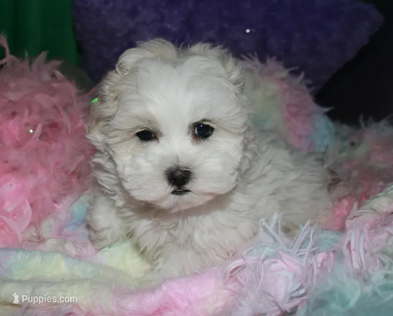 Ariel – Shihpoo puppy for sale in Billings, MO