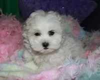 Ariel, a female Shihpoo for sale in Billings, MO – Photo 1 of 9