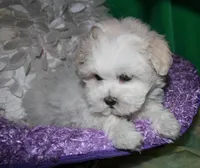 Ariel, a female Shihpoo for sale in Billings, MO – Photo 6 of 9