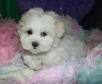 Ariel, a female Shihpoo for sale in Billings, MO – Photo 2 of 9
