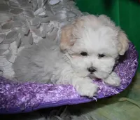 Ariel, a female Shihpoo for sale in Billings, MO – Photo 5 of 9