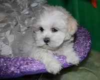 Ariel, a female Shihpoo for sale in Billings, MO – Photo 4 of 9