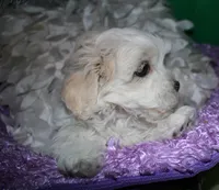 Ariel, a female Shihpoo for sale in Billings, MO – Photo 8 of 9