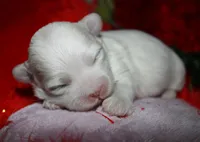 Ariel, a female Shihpoo for sale in Billings, MO – Photo 7 of 7