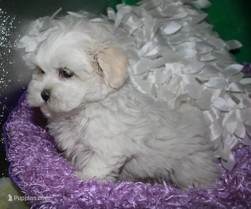 Ariel – Shihpoo puppy for sale in Billings, MO