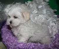 Ariel, a female Shihpoo for sale in Billings, MO – Photo 9 of 9