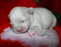 Ariel, a female Shihpoo for sale in Billings, MO – Photo 5 of 7