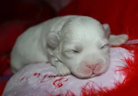 Ariel, a female Shihpoo for sale in Billings, MO – Photo 4 of 7