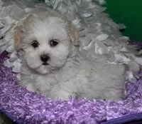 Ariel, a female Shihpoo for sale in Billings, MO – Photo 7 of 9