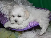Ariel, a female Shihpoo for sale in Billings, MO – Photo 3 of 9