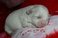 Ariel, a female Shihpoo for sale in Billings, MO – Photo 3 of 7