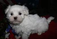 Bruiser, a male Maltese for sale in Billings, MO – 6 of 9