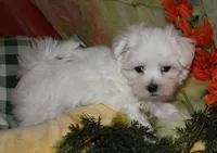 Ziggy , a male Maltese for sale in Billings, MO – 5 of 10