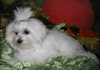 Chester, a male Maltese for sale in Billings, MO – 9 of 9