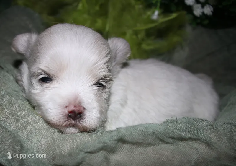 Chester – Maltese puppy for sale in Billings, MO