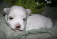 Chester, a male Maltese for sale in Billings, MO – 1 of 8