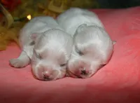 Quincy , a male Maltese for sale in Billings, MO – 2 of 9