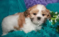 MoJo, a male Shih Tzu for sale in Billings, MO – 4 of 9