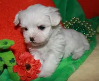 KiKi, a female Maltese for sale in Billings, MO – Photo 6 of 9