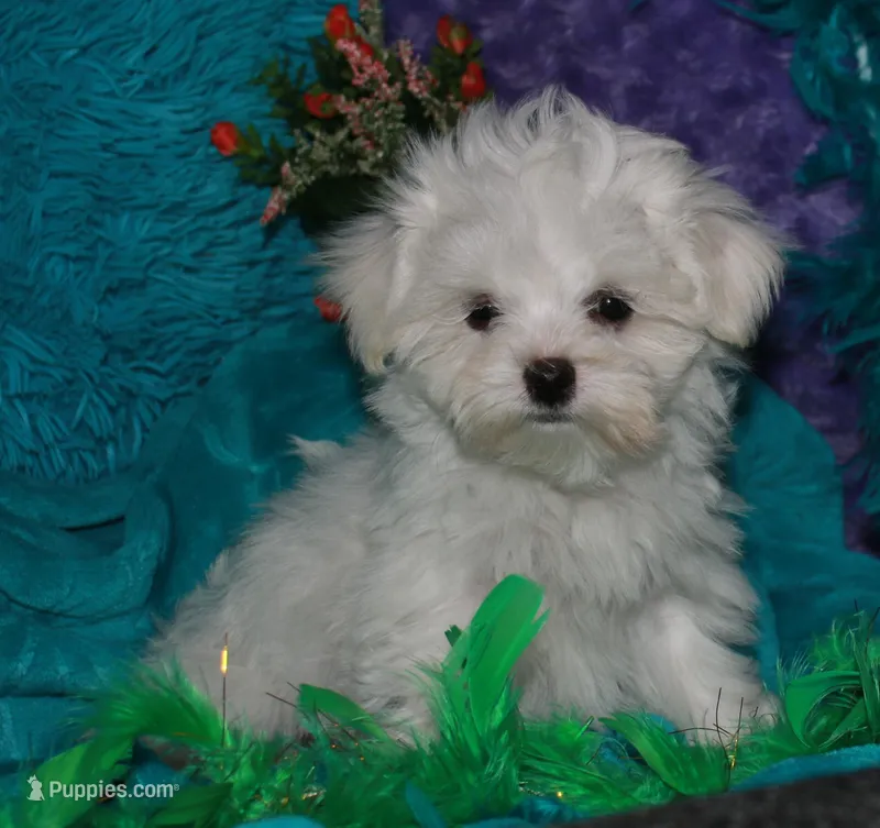 KiKi – Maltese puppy for sale in Billings, MO