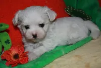 KiKi, a female Maltese for sale in Billings, MO – Photo 3 of 9