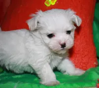 KiKi, a female Maltese for sale in Billings, MO – Photo 8 of 9