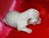 KiKi, a female Maltese for sale in Billings, MO – Photo 5 of 7