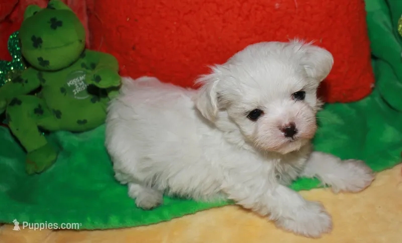 KiKi – Maltese puppy for sale in Billings, MO