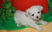 KiKi, a female Maltese for sale in Billings, MO – Photo 1 of 9