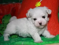 KiKi, a female Maltese for sale in Billings, MO – Photo 4 of 9