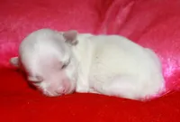 KiKi, a female Maltese for sale in Billings, MO – Photo 7 of 7