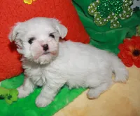 KiKi, a female Maltese for sale in Billings, MO – Photo 2 of 9