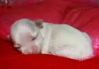 KiKi, a female Maltese for sale in Billings, MO – Photo 3 of 7