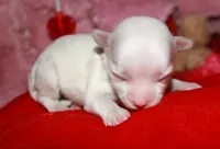 KiKi, a female Maltese for sale in Billings, MO – Photo 4 of 7